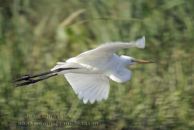 Grande Aigrette  (Great Egret )