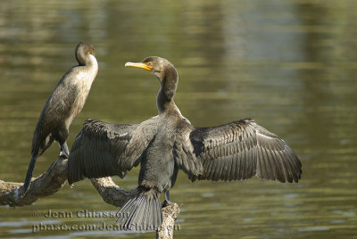 Cormoran  aigrettes Double-crested Cormorant