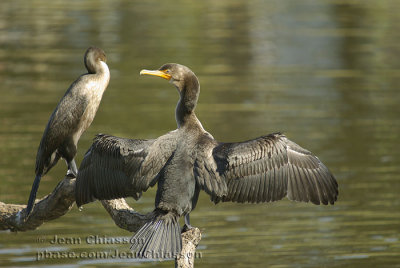 Cormoran à aigrettes Double-crested Cormorant