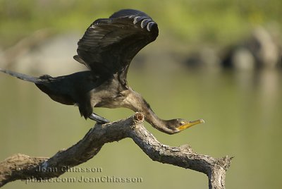 Cormoran  aigrettes Double-crested Cormorant