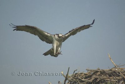 Balbuzard Pêcheur (Osprey)