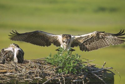 Balbuzard Pêcheur (Osprey)