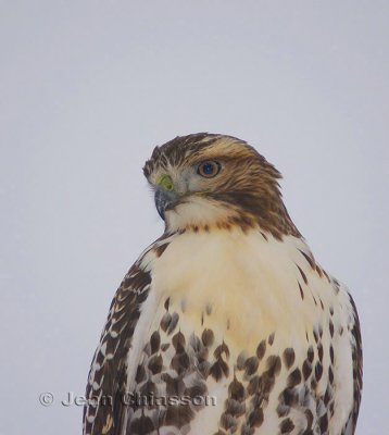 Buse  Queue Rousse ( Red - tailed Hawk )