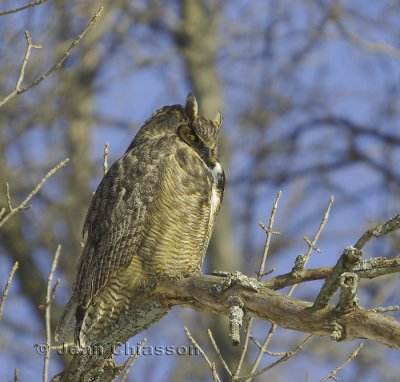 Grand Duc d'Amrique - Great Horned Owl 