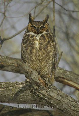 Grand Duc d'Amrique - Great Horned Owl  