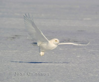 Harfang des Neiges (Snowy Owl 4 of  4