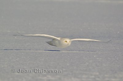 Harfang des Neiges (Snowy Owl  3 of  4