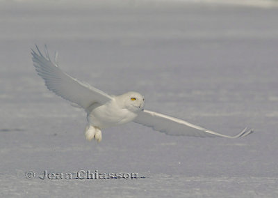 Harfang des Neiges (Snowy Owl 1 of  4