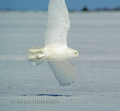 Harfang des Neiges (Snowy Owl 2 of  4