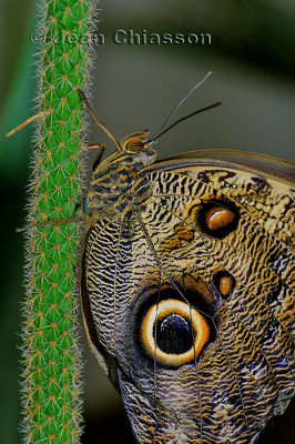 Morpho Peleides