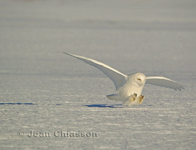 Harfang des Neiges (Snowy Owl