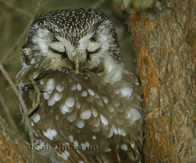 Nyctale de Tengmalm (Boreal Owl