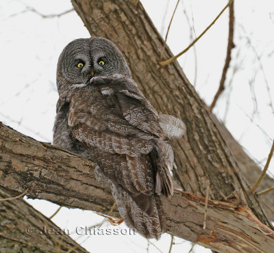 Chouette Lapone - Great Grey Owl