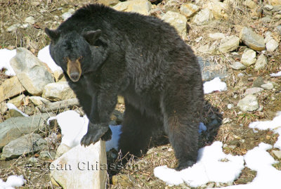 L'ours noir - The Black Bear