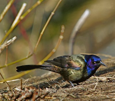 Quiscale Bronz  ( Common Grackle)