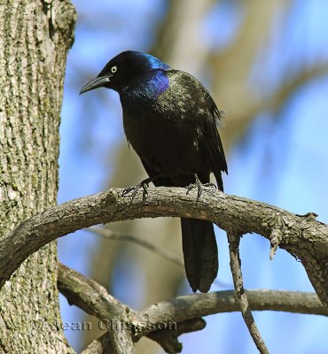 Quiscale Bronz  ( Common Grackle)