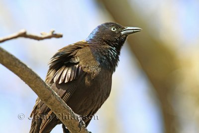 Quiscale Bronz  ( Common Grackle)