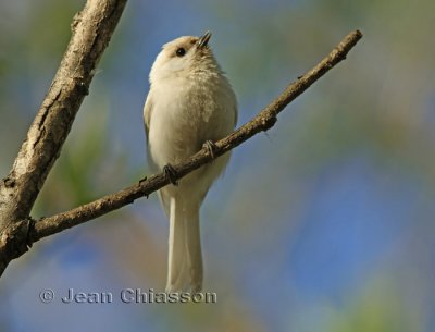 Mésange Albinos ( Chickadee Albino )