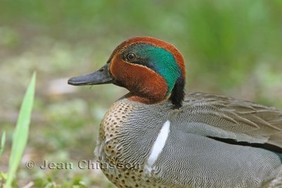 Sarcelle Dhiver ( Green - winged Teal )