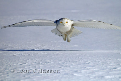 Harfang des Neiges (Snowy Owl)