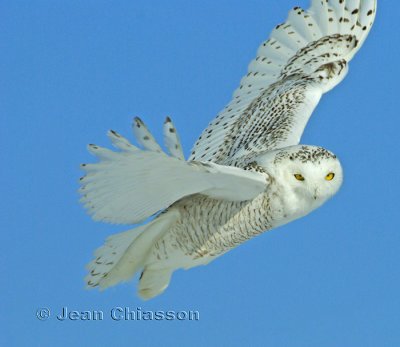 Harfang des Neiges (Snowy Owl)