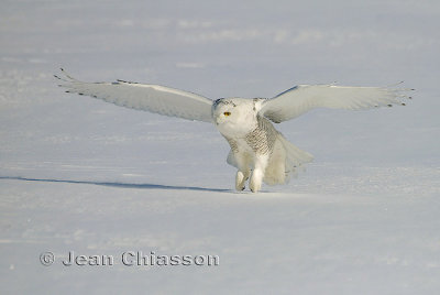 Harfang des Neiges (Snowy Owl)