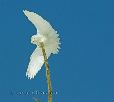 Harfang des Neiges (Snowy Owl)