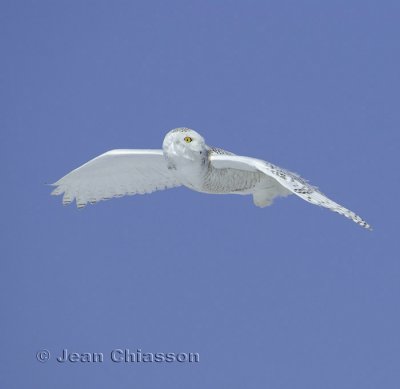 Harfang des Neiges (Snowy Owl)