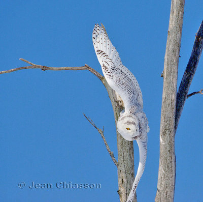 Harfang des Neiges (Snowy Owl)