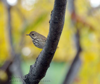 Grive  Joues Grises- Gray-cheeked Thrush
