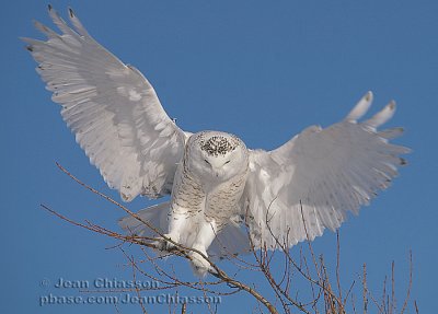 Harfang des Neiges (Snowy Owl