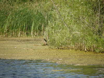 This big bird took up residence on our pond, but what is it?.JPG