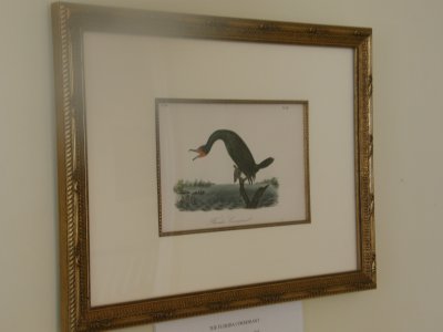 A cormorant for Chris.JPG
