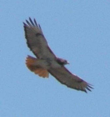 Chris saw a redtailed hawk over the pond.JPG