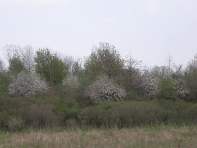 Appletrees across the pond from our deck.JPG