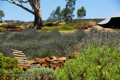 Lavander Farm