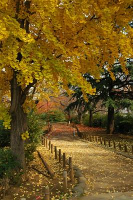 Autumn in Japan