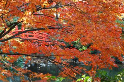 Autumn in Japan