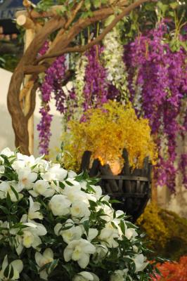 The Japan Grand Prix International Orchid Festival