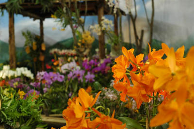 The Japan Grand Prix International Orchid Festival