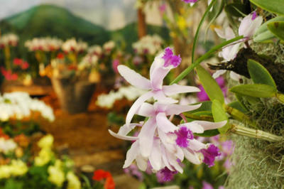 The Japan Grand Prix International Orchid Festival