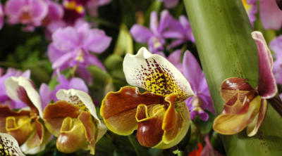 The Japan Grand Prix International Orchid Festival