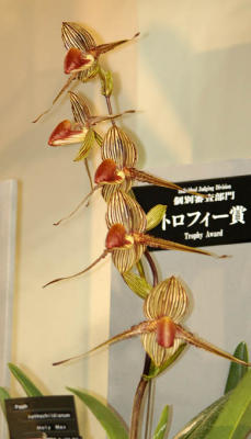 The Japan Grand Prix International Orchid Festival