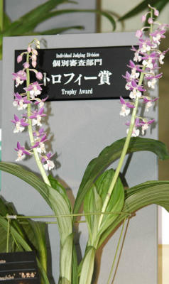 The Japan Grand Prix International Orchid Festival
