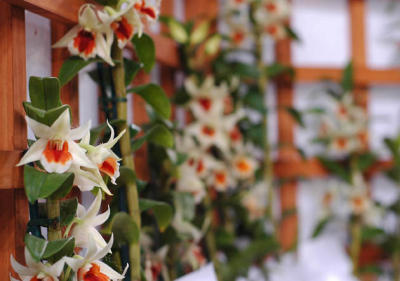 The Japan Grand Prix International Orchid Festival