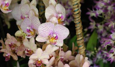 The Japan Grand Prix International Orchid Festival