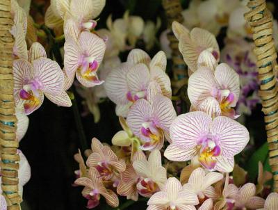 The Japan Grand Prix International Orchid Festival