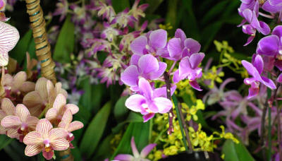 The Japan Grand Prix International Orchid Festival