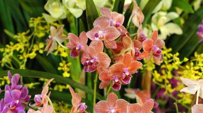 The Japan Grand Prix International Orchid Festival