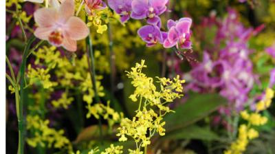 The Japan Grand Prix International Orchid Festival